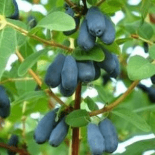 Des images de diff�rentes plantes